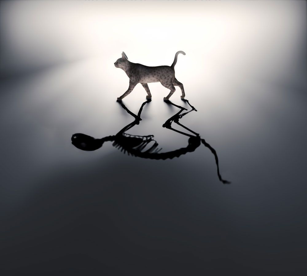 Many-world Interpretation: Quantum Suicide and Quantum Immortality