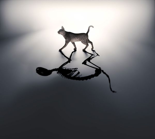 Many-world Interpretation: Quantum Suicide and Quantum Immortality
